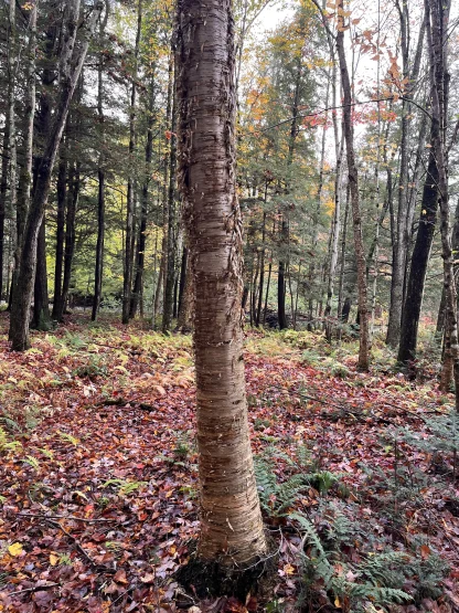 A young yellow birch in the forest.