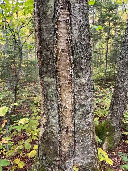 Close up of yellow birch bark.
