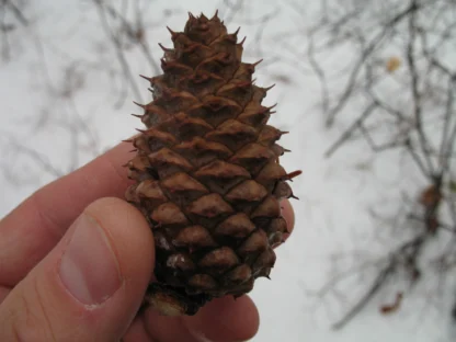 A close up of a Pitch Pine Cone