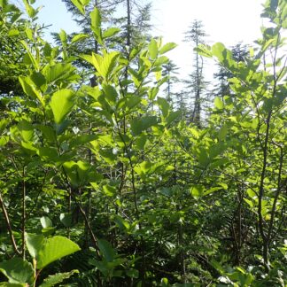 Alder, Speckled